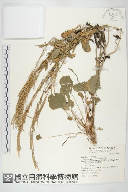 山芥菜藏品圖，第1張