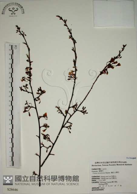 霧社山櫻花藏品圖，第1張