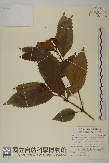 草珊瑚、紅果金粟蘭藏品圖，第1張