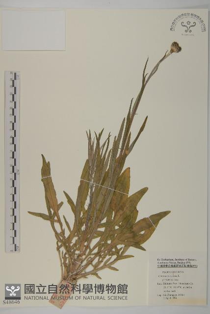 矢車菊藏品圖，第1張