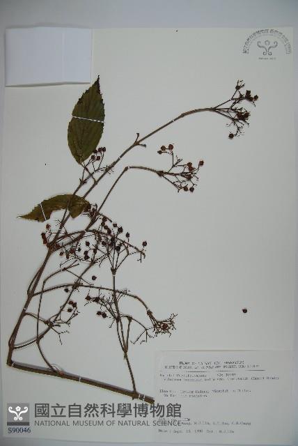 紅子莢迷藏品圖，第1張