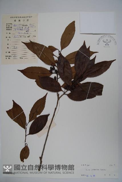 冬青藏品圖，第1張