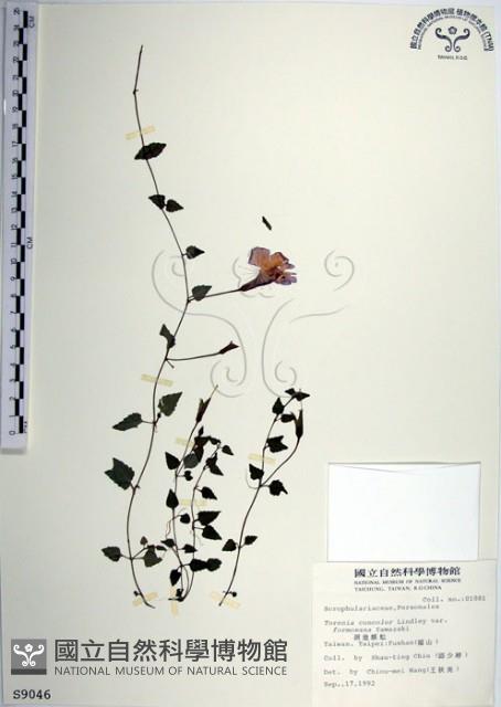 倒地蜈蚣、四角銅鑼藏品圖，第1張