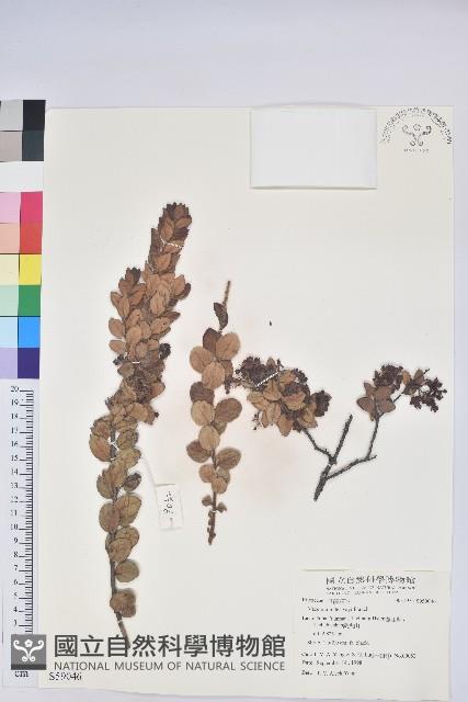 蒼山越橘藏品圖，第1張