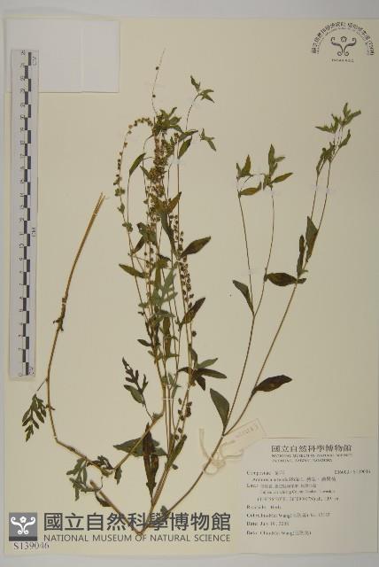豬草、瘤果菊藏品圖，第1張
