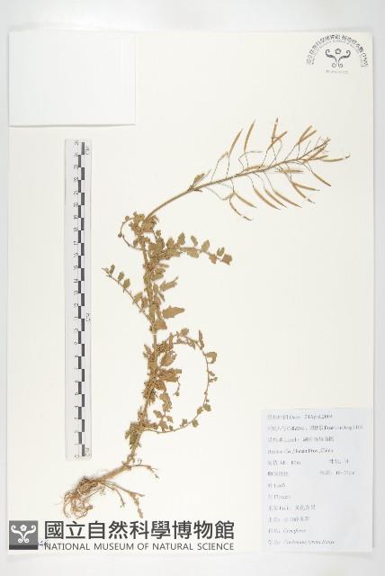 水田碎米薺藏品圖，第1張