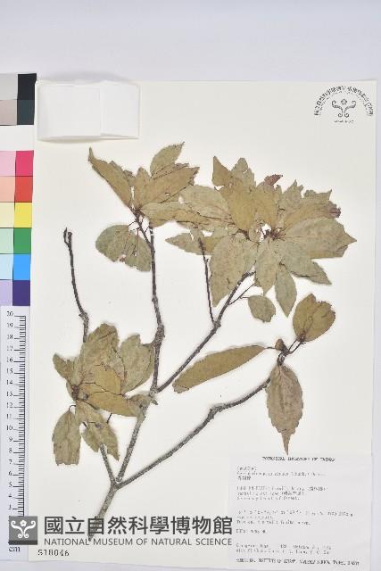 青剛櫟、鐵椆藏品圖，第1張