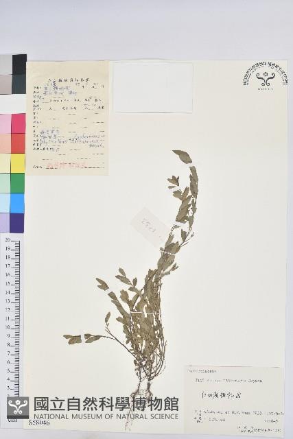 蜜柑草藏品圖，第1張