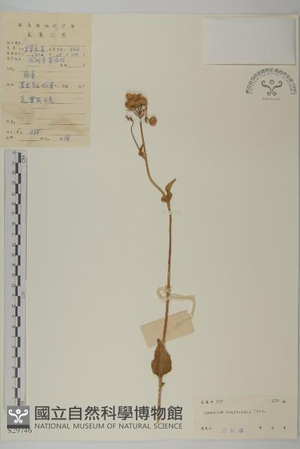 霍香薊藏品圖，第1張