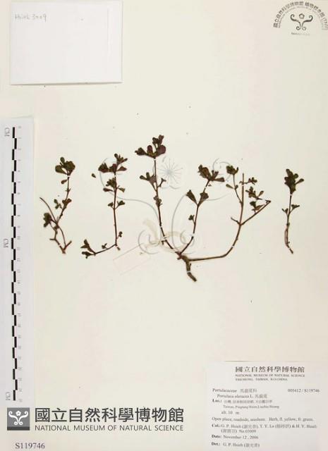 馬齒莧藏品圖，第1張