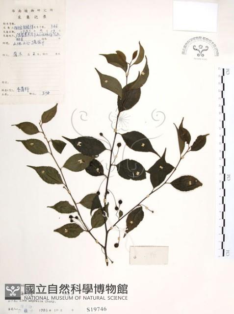 燈稱花、烏雞骨藏品圖，第1張