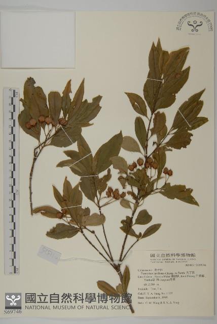 大丁黃藏品圖，第1張