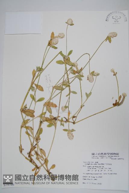 假千日紅藏品圖，第1張