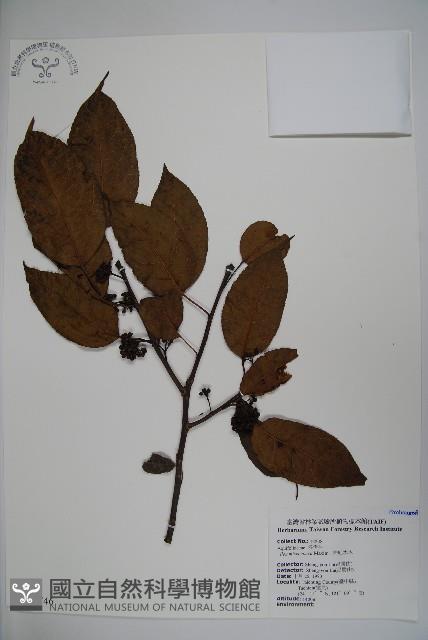 朱紅水木藏品圖，第1張