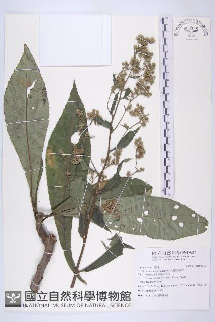 大花艾納香藏品圖，第1張