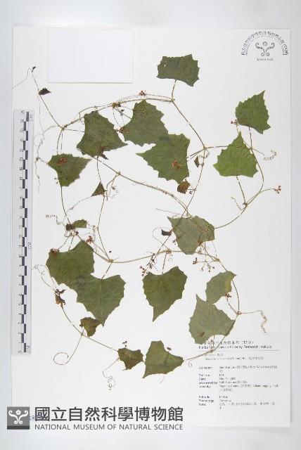 黑果馬交兒藏品圖，第1張