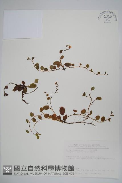 臺北附地草藏品圖，第1張