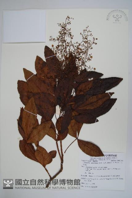 登錄號:S081246藏品圖，第1張