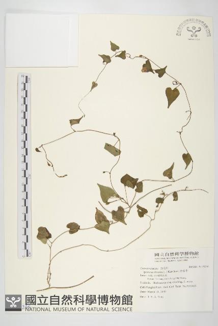 野牽牛藏品圖，第1張