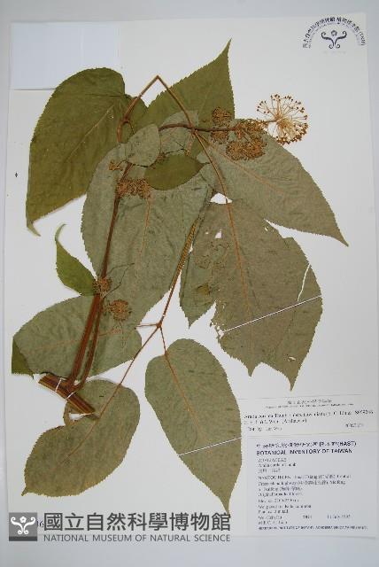 登錄號:S059246藏品圖，第1張