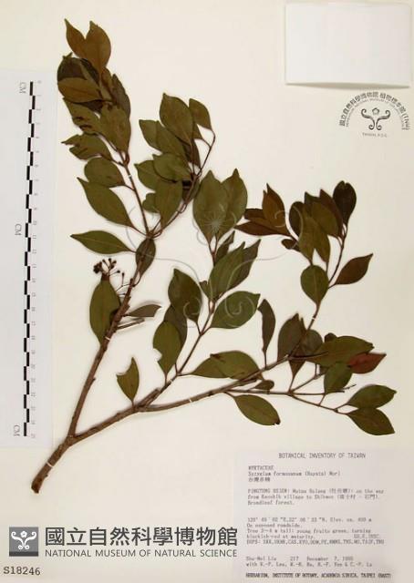 臺灣赤楠藏品圖，第1張