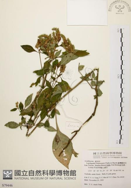 臺灣鱗球花藏品圖，第1張