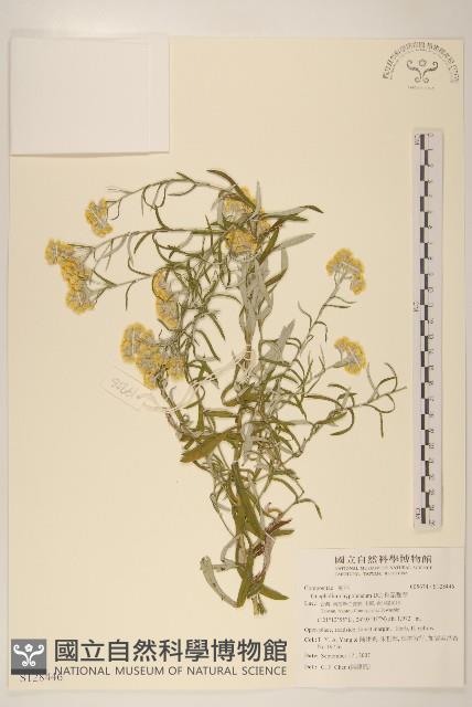 秋鼠麴草藏品圖，第1張