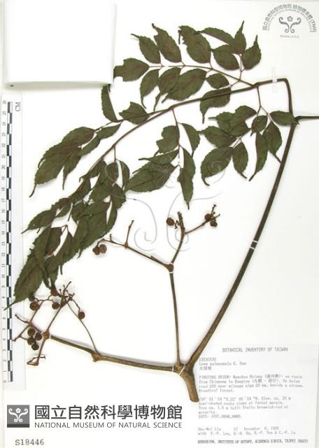 火筒樹藏品圖，第1張