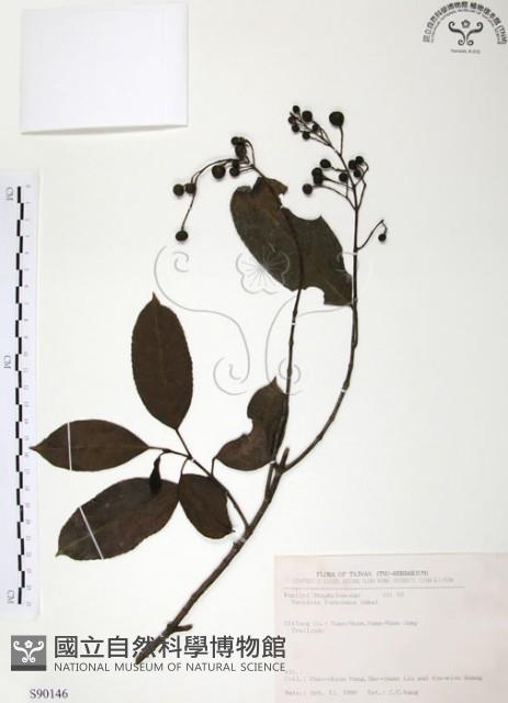 山香圓藏品圖，第1張