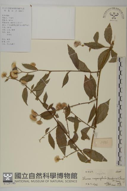 大頭艾納香藏品圖，第1張