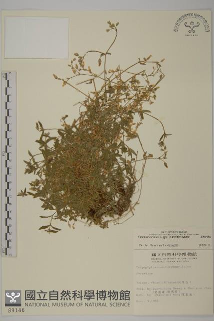 卷耳藏品圖，第1張