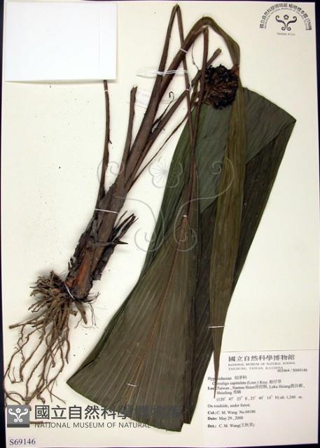 船子草、船仔草藏品圖，第1張