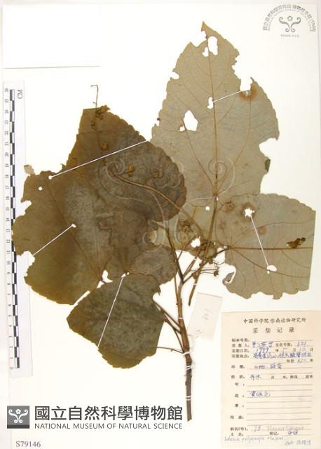 山桐子藏品圖，第1張