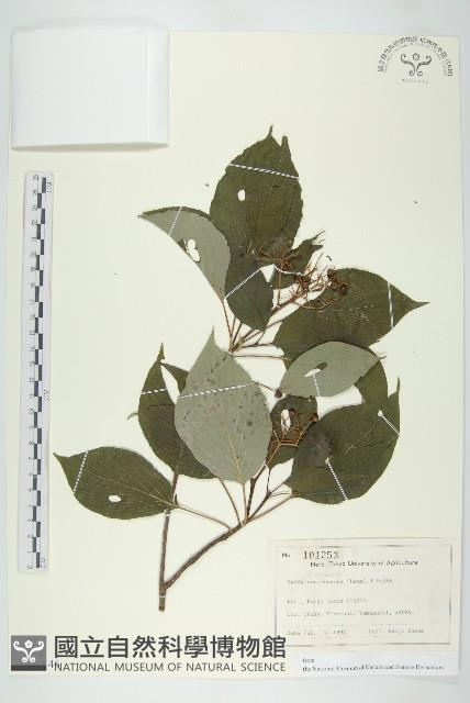 燈台樹藏品圖，第1張