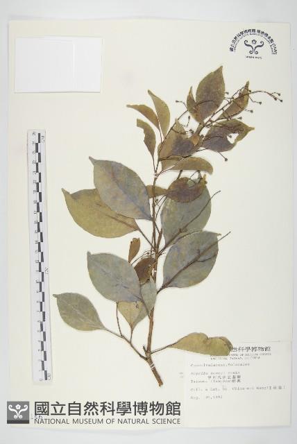 亨利氏伊立基藤藏品圖，第1張