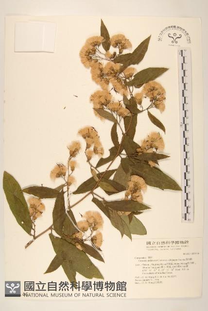 過山龍藏品圖，第1張