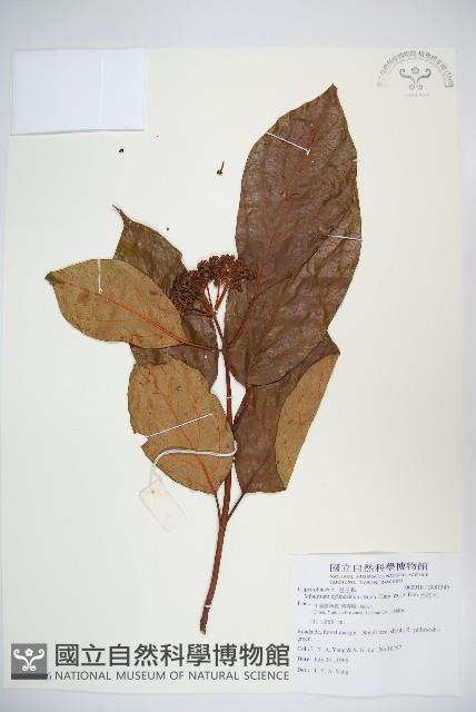 水紅木藏品圖，第1張