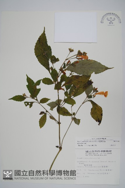 臺灣馬藍藏品圖，第1張