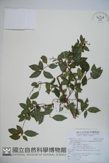 狹葉莢迷藏品圖，第1張