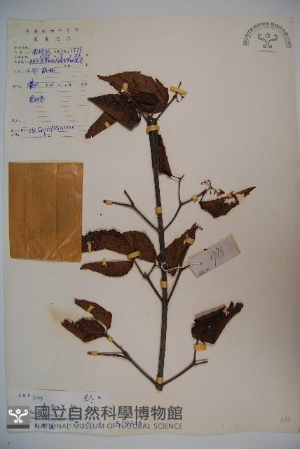 光萼莢迷藏品圖，第1張