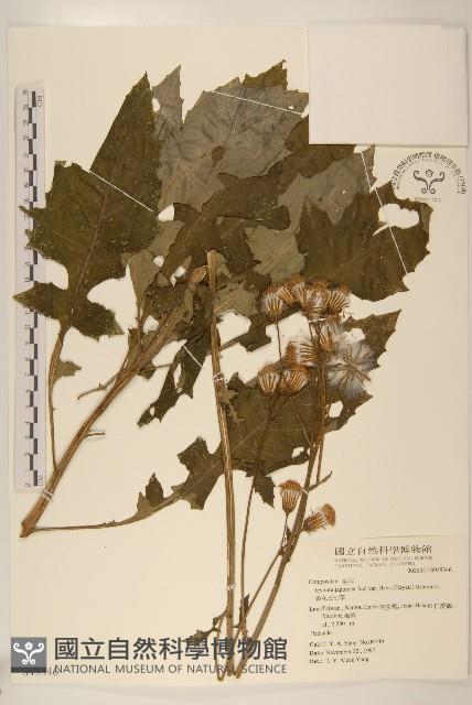 黃花三七草藏品圖，第1張