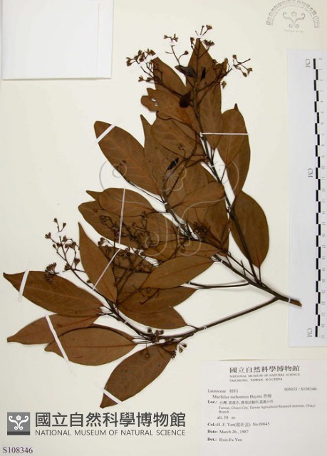 香楠藏品圖，第1張