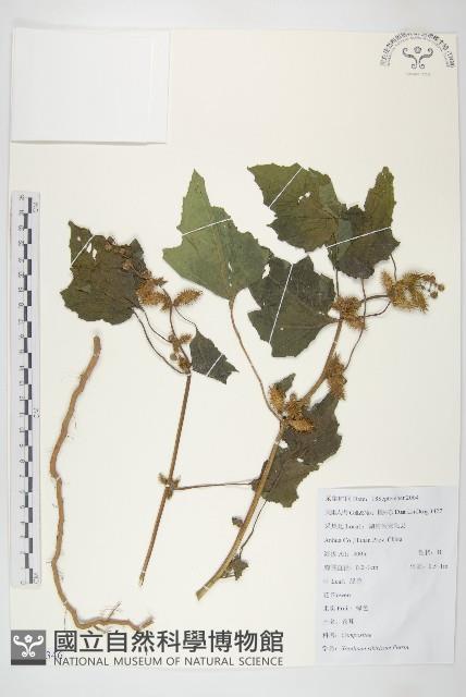 蒼耳藏品圖，第1張