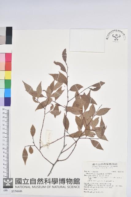 巒大越橘藏品圖，第1張