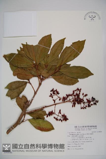 著生珊瑚樹藏品圖，第1張