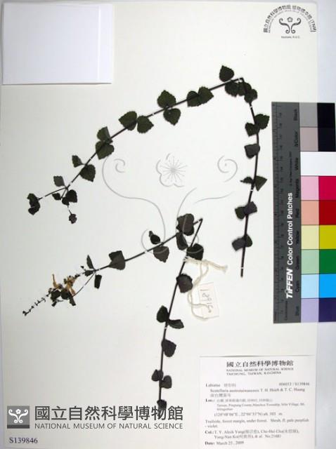 南台灣黃岑藏品圖，第1張