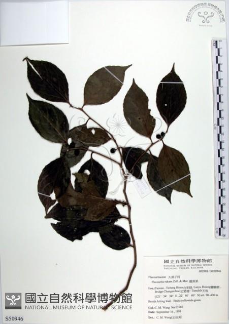 羅庚果藏品圖，第1張