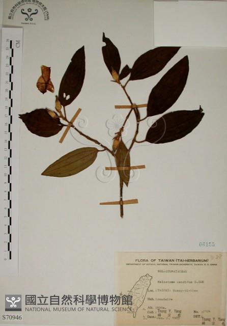 野牡丹藏品圖，第1張