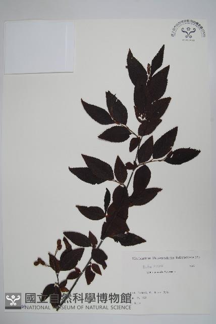 登錄號:S081946藏品圖，第1張