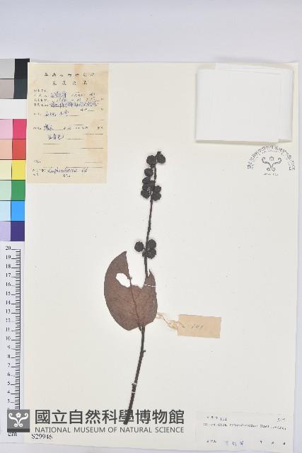 香港算盤子藏品圖，第1張